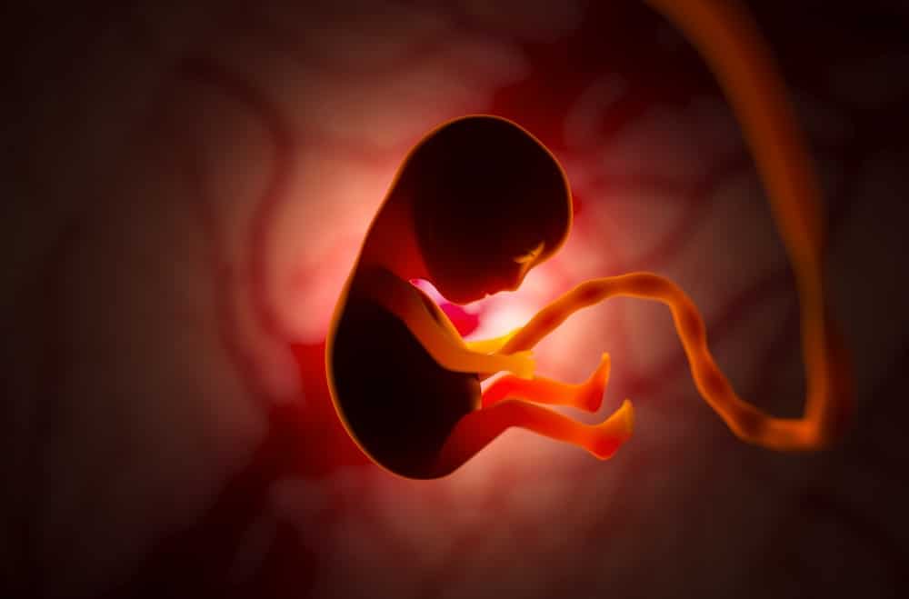 Sperm donation in Sweden, image of fetus inside womb.