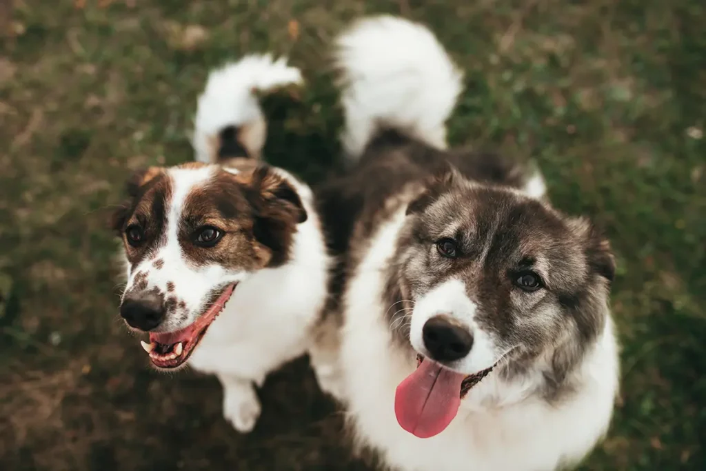 Köpekontrakt vid köp av hund